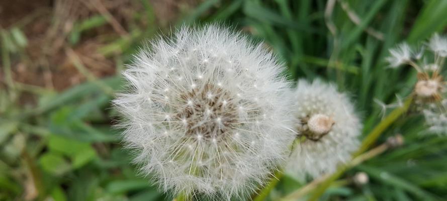 以款冬蒲公英，生日花语早熟（一朵花的成长与寄语）