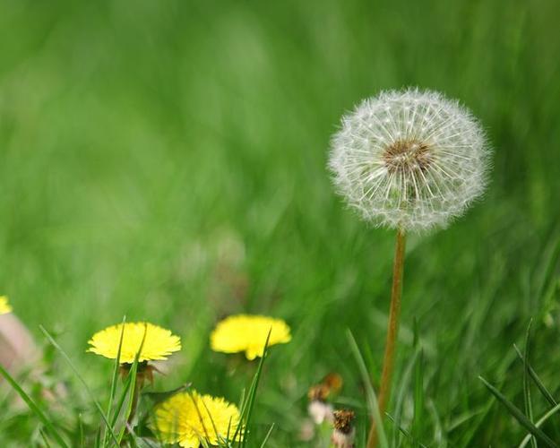 以款冬蒲公英，生日花语早熟（一朵花的成长与寄语）