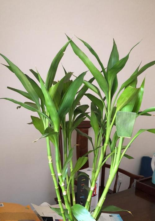 属羊的人适合养哪些花卉植物？养植物有哪些好处？