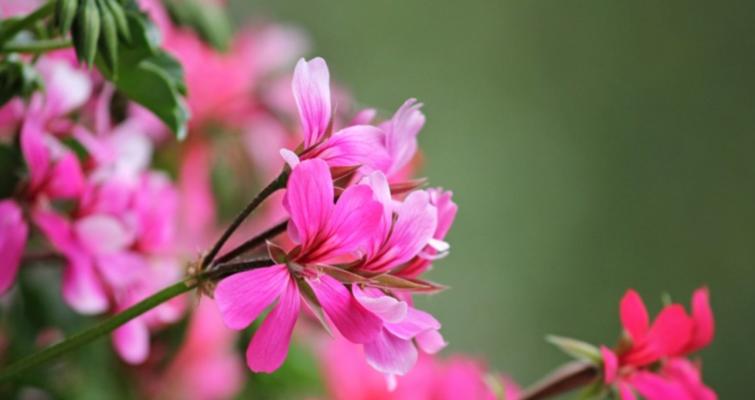属羊的人适合养哪些花卉植物？养植物有哪些好处？