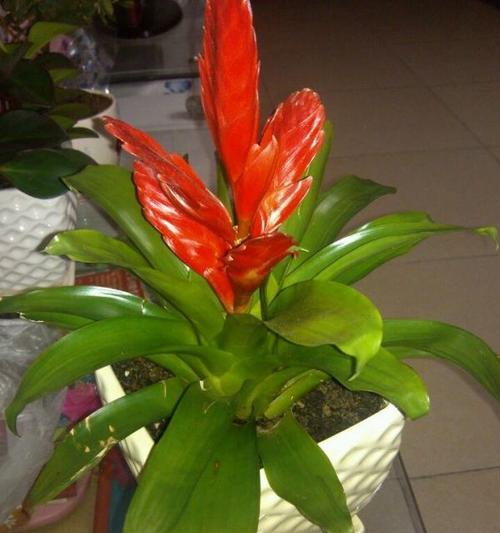 属羊的人适合养哪些花卉植物？养植物有哪些好处？