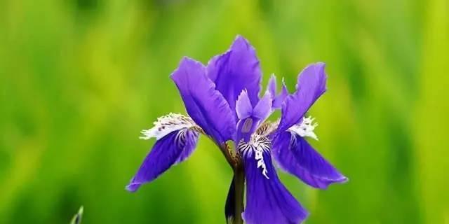 探寻鸢尾花的花语与寓意（一朵盛开的寓意）