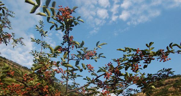 红袍花椒几年结果实？如何提高花椒产量？