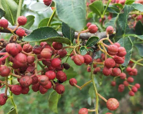 红袍花椒几年结果实？如何提高花椒产量？