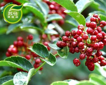 红袍花椒几年结果实？如何提高花椒产量？