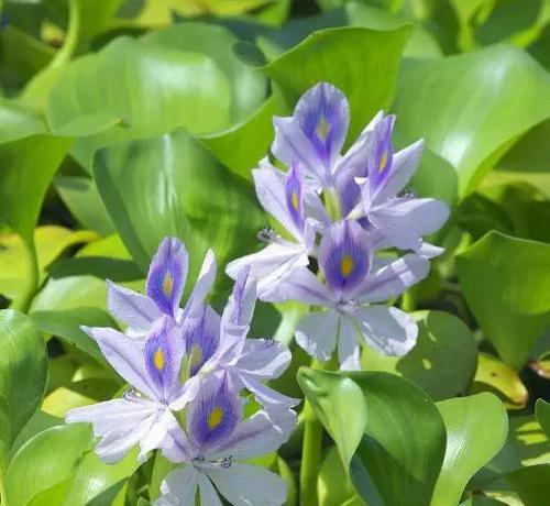 凤眼莲,花开如梦(唯美花语诠释生命的奇迹) 凤眼莲,花开如梦(唯美花语诠释生命的奇迹)