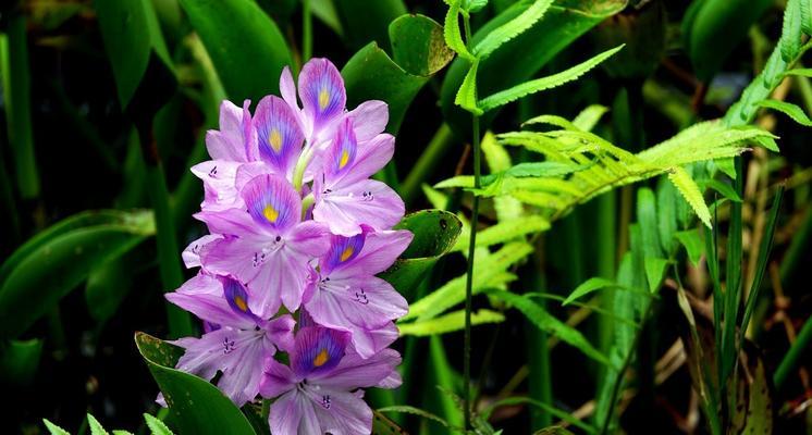 凤眼莲,花开如梦(唯美花语诠释生命的奇迹) 凤眼莲,花开如梦(唯美花语诠释生命的奇迹)