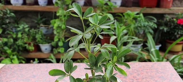 植物与象征意义（探索植物世界中蕴含的象征意义与寓意）