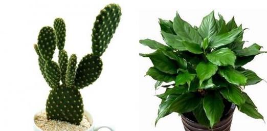 植物与象征意义（探索植物世界中蕴含的象征意义与寓意）