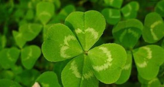 植物与象征意义（探索植物世界中蕴含的象征意义与寓意）