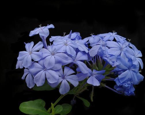 蓝雪花的花语-寒冷中的坚强与美丽（寒冷如冰的冬季里）