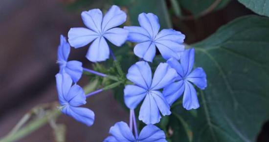 蓝雪花的花语-寒冷中的坚强与美丽（寒冷如冰的冬季里）