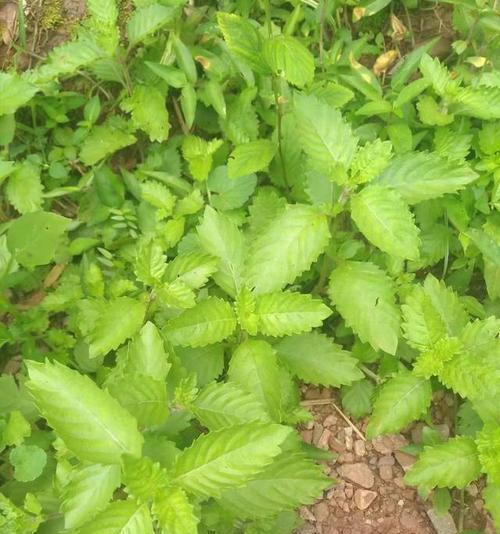 仙草是什么植物？它有哪些神奇的功效和用途？