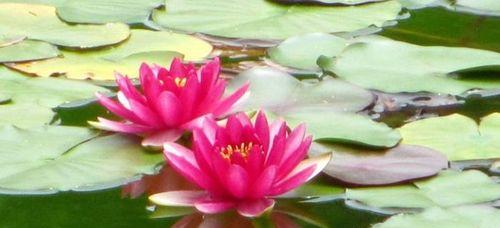 睡莲花语的意义及象征（深入探究睡莲的花语与象征意义）