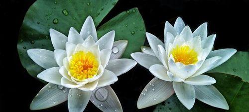 睡莲花语的意义及象征（深入探究睡莲的花语与象征意义）