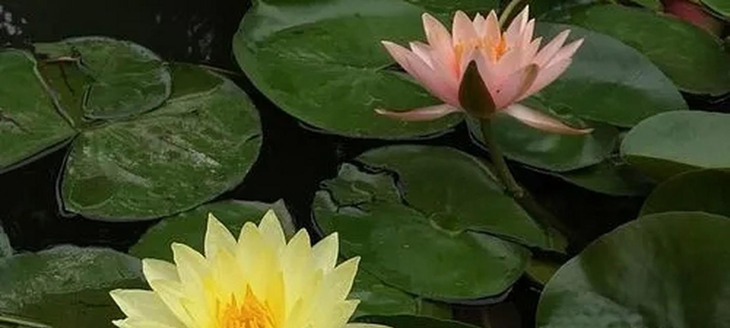 睡莲花语的意义及象征（深入探究睡莲的花语与象征意义）