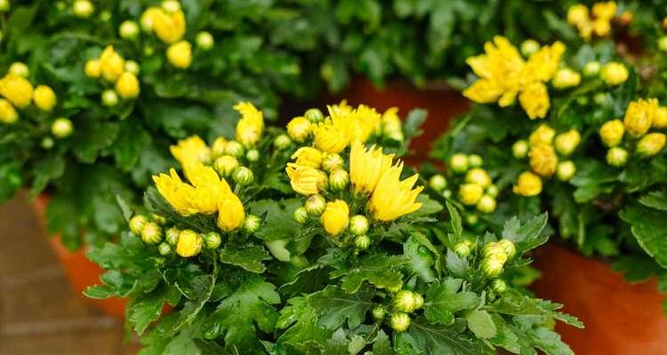 高洁之花（以表示高洁的花为主题的花语）