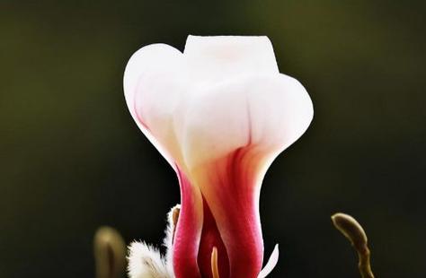 高洁之花（以表示高洁的花为主题的花语）