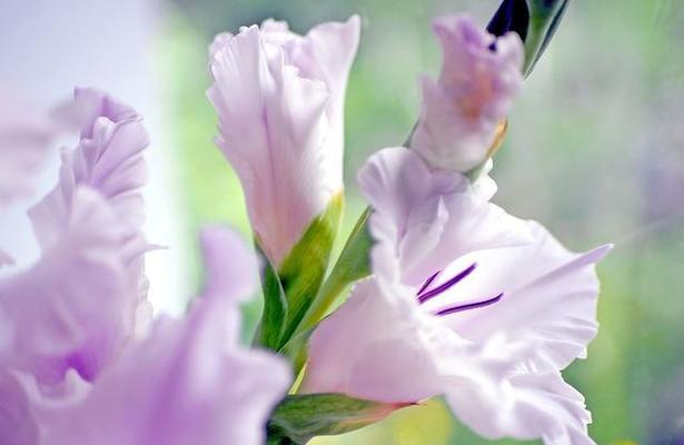 高洁之花（以表示高洁的花为主题的花语）