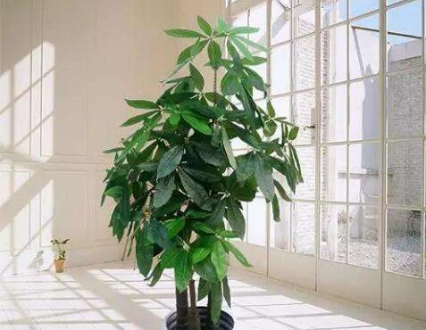 以口红吊兰的风水寓意与摆放位置，让家居生机盎然（打造室内绿色氛围）