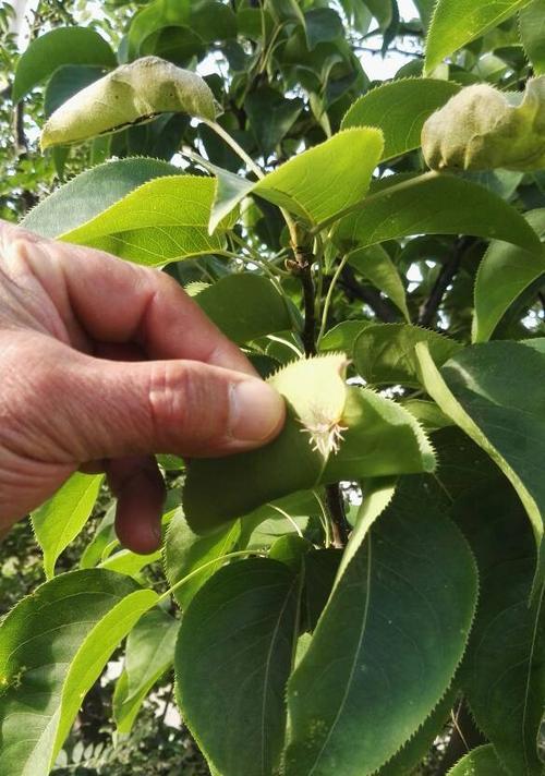 梨树的根是什么样子的?如何识别梨树的根系特征?_花植网
