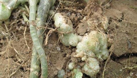 梨树的根是什么样子的?如何识别梨树的根系特征?_花植网