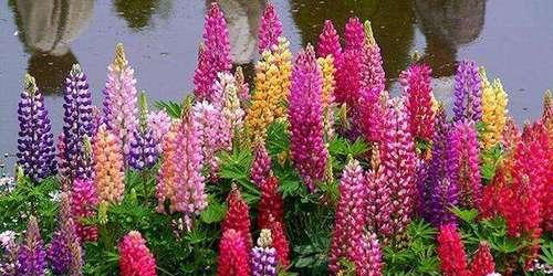 百日草花的寓意与象征（百日草花的花语与文化涵义）