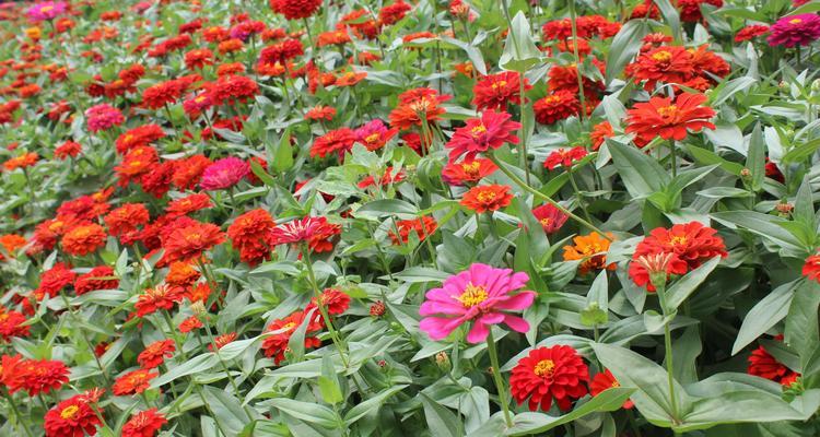 百日草花的寓意与象征（百日草花的花语与文化涵义）