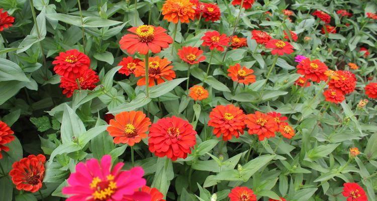 百日草花的寓意与象征（百日草花的花语与文化涵义）