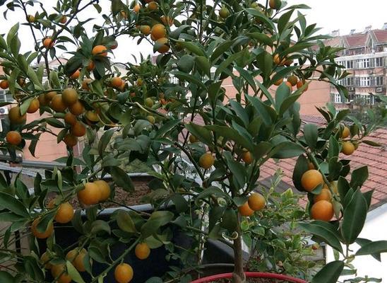 金桔的花期是什么时候？如何正确识别和管理？