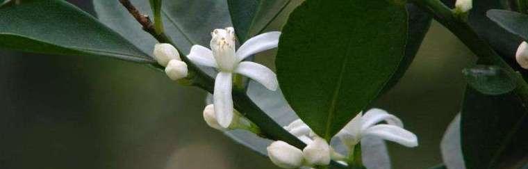 金桔的花期是什么时候？如何正确识别和管理？