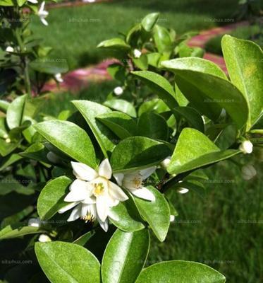 金桔是凉性还是热性食物?了解金桔的属性及其健康益处 金桔是凉性还是热性食物?了解金桔的属性及其健康益处