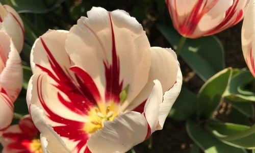 郁金香花语之美（探寻不同郁金香花语）