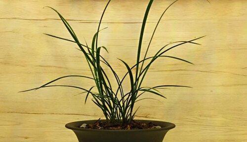 葡萄酒浇兰花真的好吗？正确浇花方法是什么？