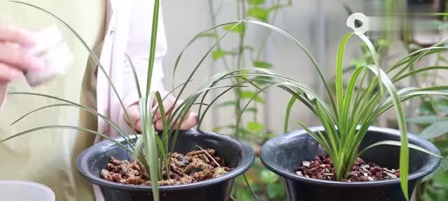 葡萄酒浇兰花真的好吗？正确浇花方法是什么？