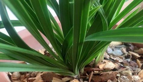 葡萄酒浇兰花真的好吗？正确浇花方法是什么？