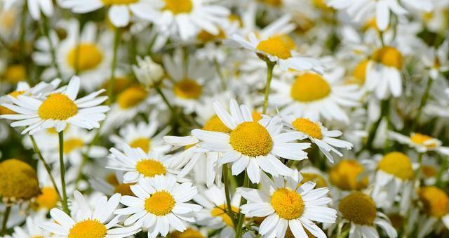 洋甘菊的花语和寓意（洋甘菊的五种象征意义及其鲜花语）