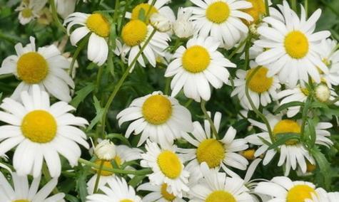 洋甘菊的花语和寓意（洋甘菊的五种象征意义及其鲜花语）