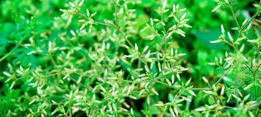 绿色环保的植物世界（探索大自然中的生命奇迹）