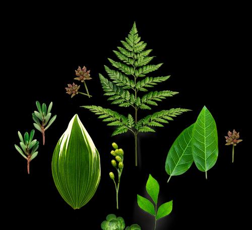 绿色环保的植物世界（探索大自然中的生命奇迹）