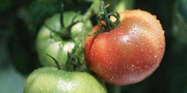 西红柿生吃与熟吃哪个更健康？营养差异大揭秘？