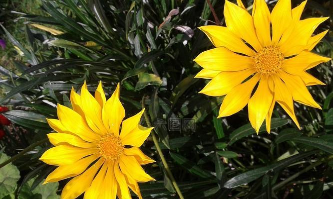 勋章菊花语（深入剖析勋章菊花所传递的心情和情感）