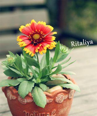 勋章菊花语（深入剖析勋章菊花所传递的心情和情感）