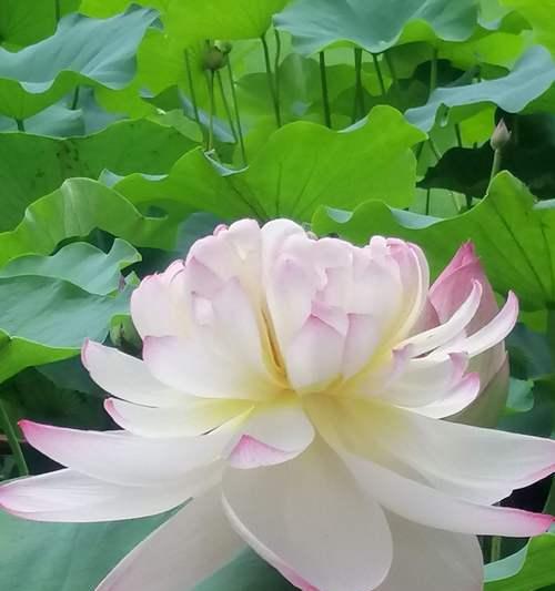 莲花的象征意义(美丽) 莲花的象征意义(美丽)