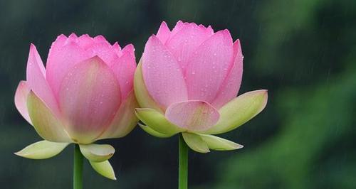 莲花的象征意义(美丽) 莲花的象征意义(美丽)