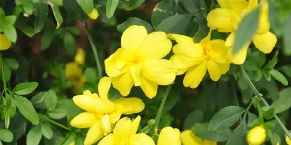 迎春花是喜阴植物还是喜阳植物？喜欢阳光吗？