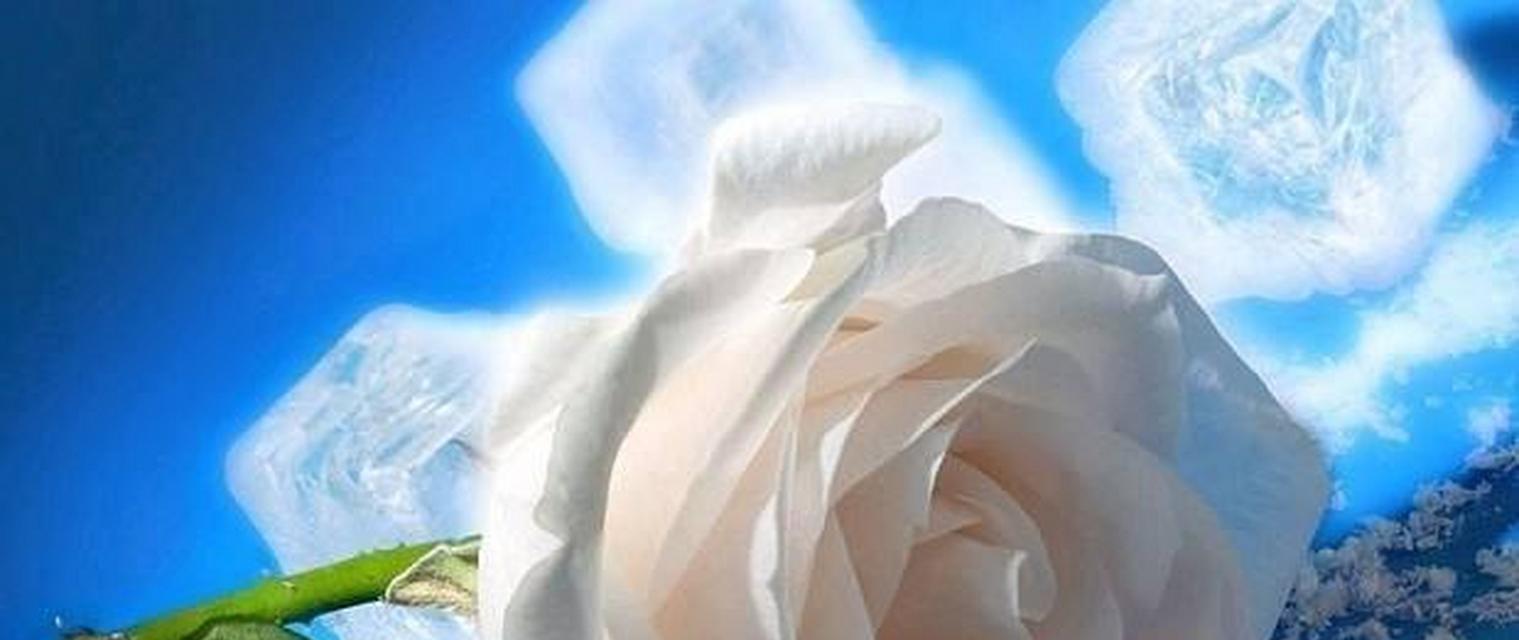 白玫瑰的枯萎与花语（枯萎的白玫瑰）