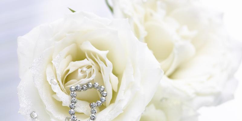 白玫瑰的枯萎与花语（枯萎的白玫瑰）