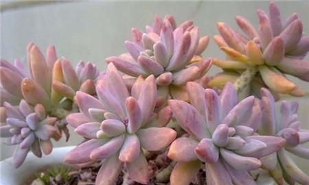 秋丽养殖需要注意什么?如何正确养殖秋丽? 秋丽养殖需要注意什么?如何正确养殖秋丽?