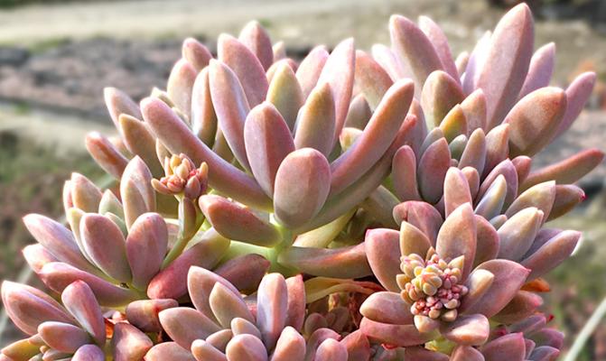 秋丽养殖需要注意什么?如何正确养殖秋丽? 秋丽养殖需要注意什么?如何正确养殖秋丽?